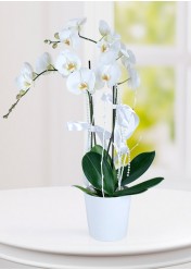 sramik vazoda çift dal Orkide